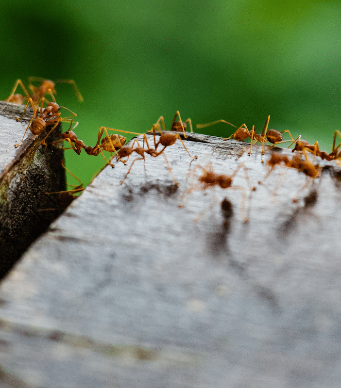 kansas ant control