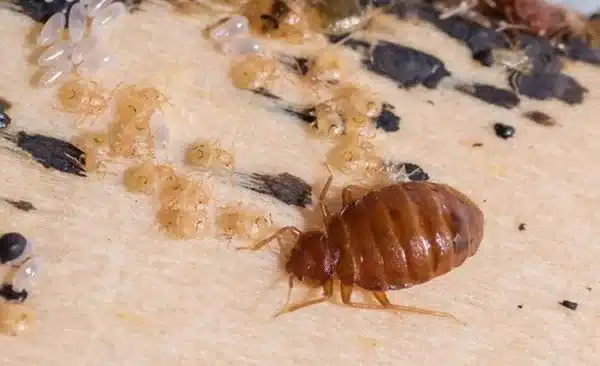 Professional bed bug exterminator in Topeka performing no-prep, chemical-free treatment