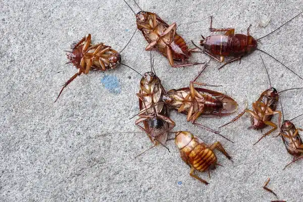 Exterminator topeka ks