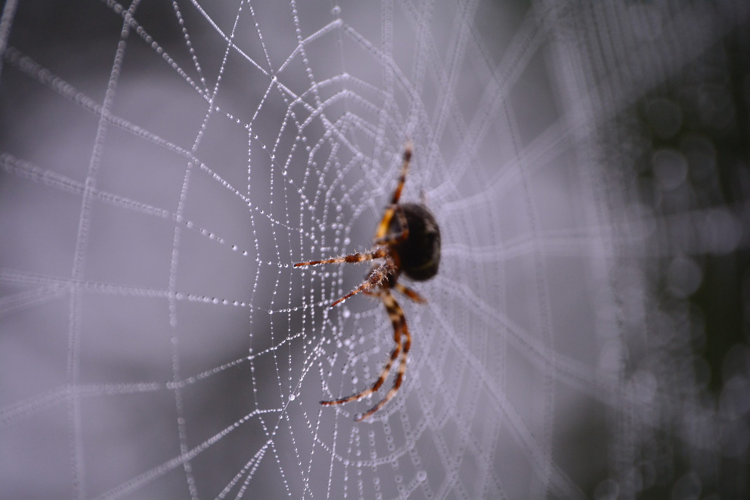 spider traps and hiding spots kansas