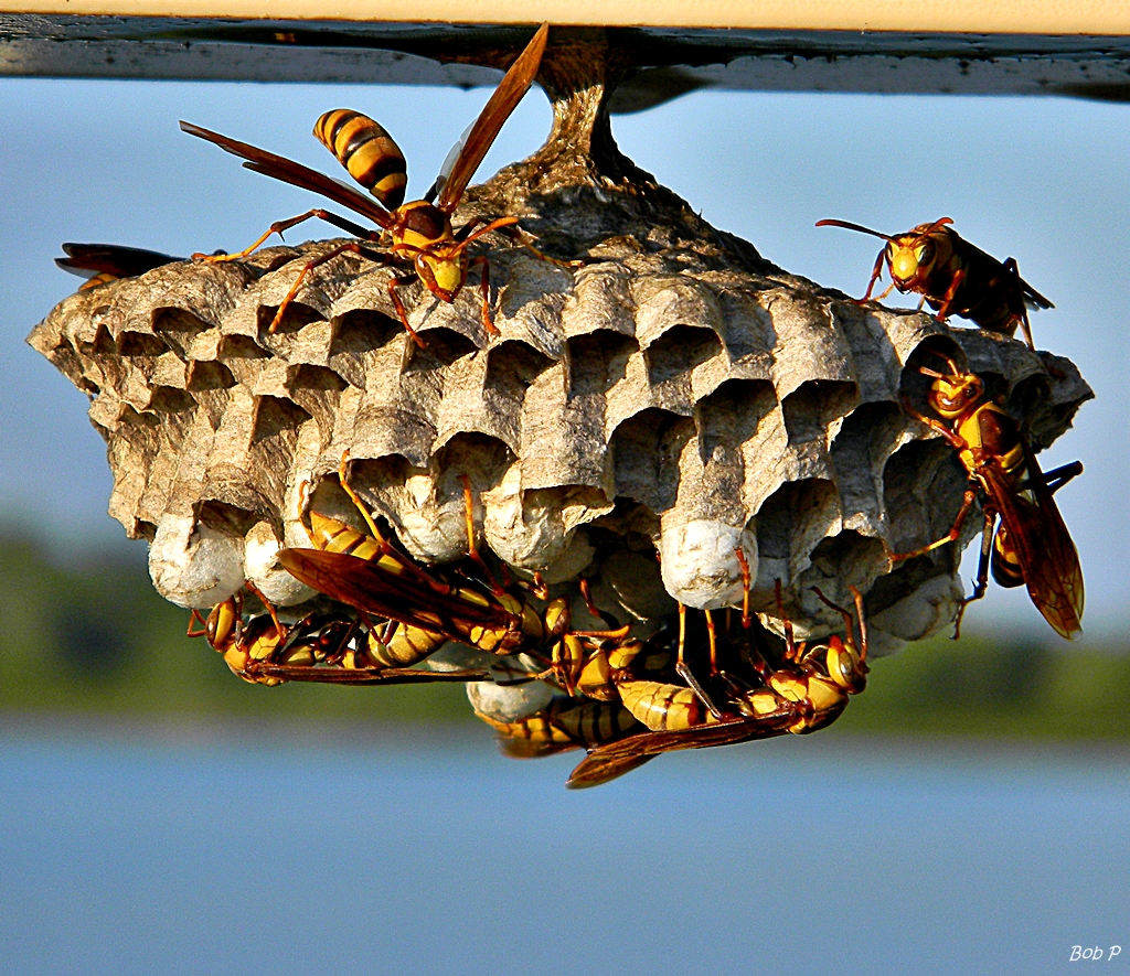 Professional technician removing a wasp nest from a residential roof in Topeka, KS